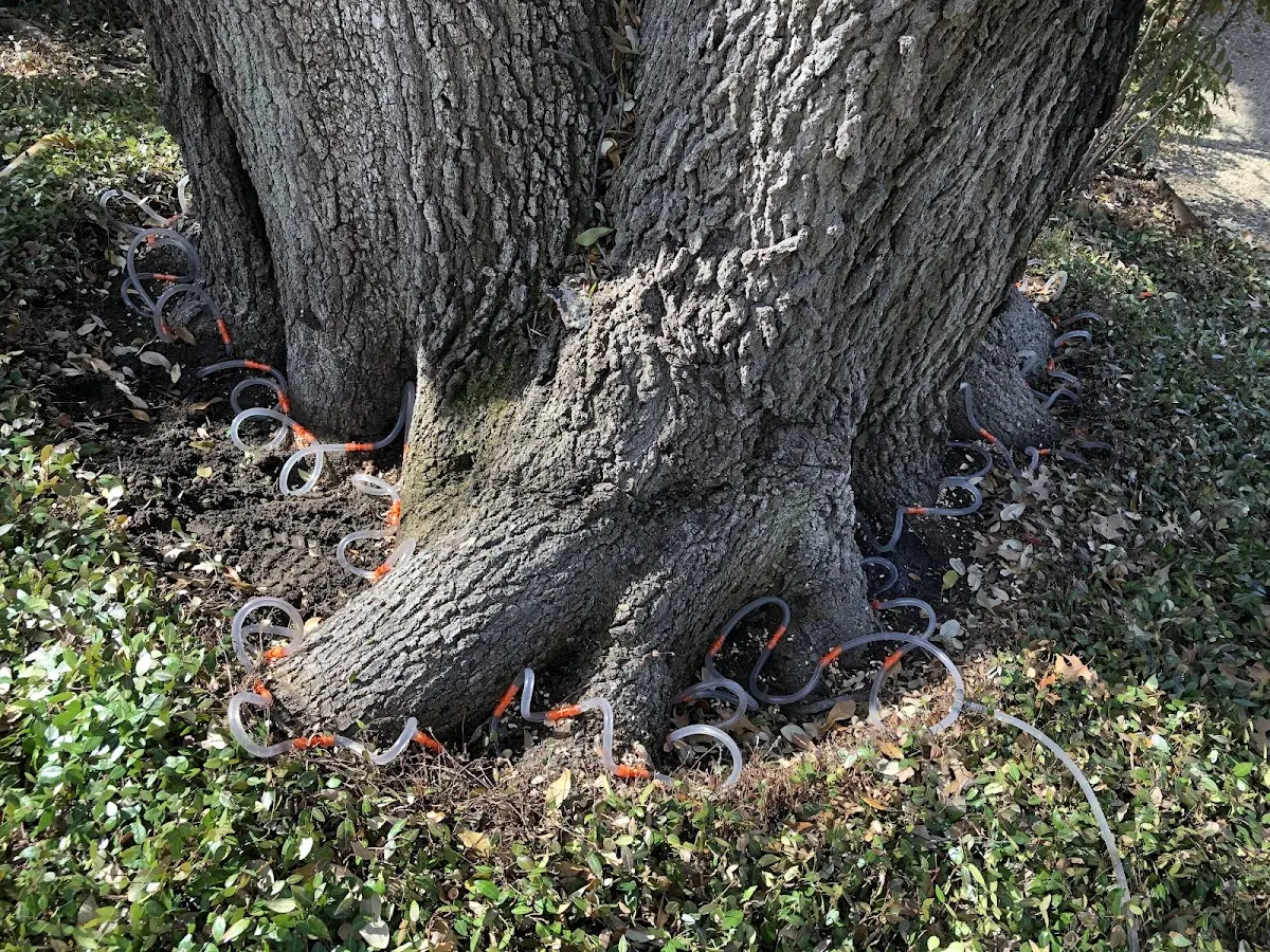 Detailed Tree Cabling and Bracing job site in Lovelock